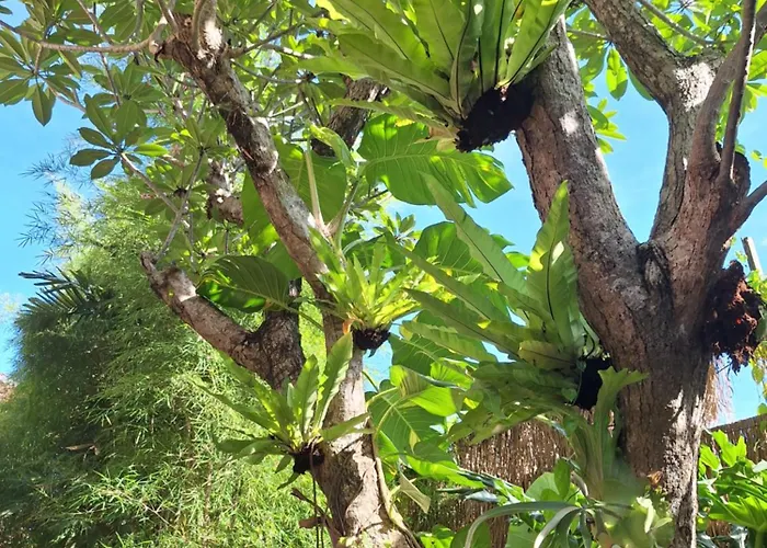 Pensión Kasapa Ubud